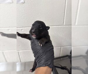 Mutt Dogs for adoption in San Bernardino, CA, USA