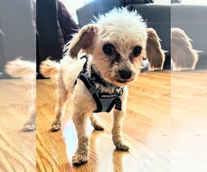 Mutt Dogs for adoption in Mundelein, IL, USA