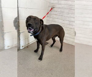 Labrador Retriever-Unknown Mix Dogs for adoption in San Bernardino, CA, USA