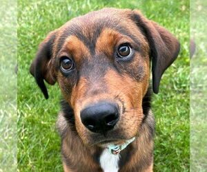 Coonhound-Unknown Mix Dogs for adoption in Jefferson, WI, USA