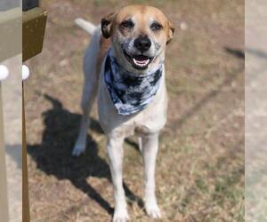 Mutt Dogs for adoption in San Antonio, TX, USA