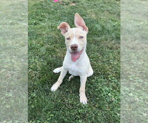 Labsky Dogs for adoption in Springdale, PA, USA