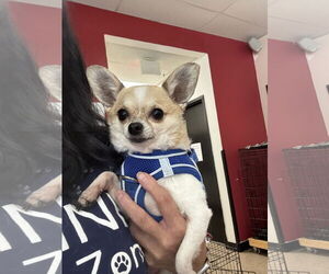 Chihuahua Dogs for adoption in Sanford, FL, USA