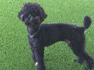 Medium Photo #1 Poodle (Toy) Puppy For Sale in Agoura Hills, CA, USA