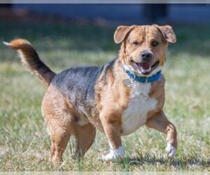 Beagle-Unknown Mix Dogs for adoption in Waterford, VA, USA