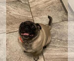 Pug Dogs for adoption in Von Ormy, TX, USA