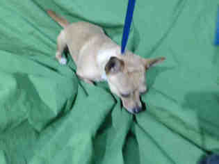 Medium Photo #1 Chihuahua Puppy For Sale in Orlando, FL, USA