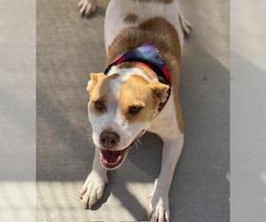 American Pit Bull Terrier-Unknown Mix Dogs for adoption in Tulsa, OK, USA