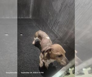 Dachshund-Unknown Mix Dogs for adoption in San Antonio, TX, USA