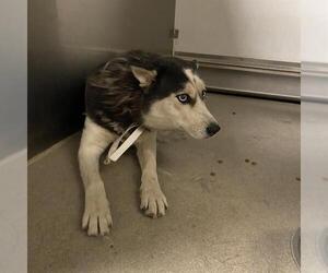 - Mix Dogs for adoption in Modesto, CA, USA