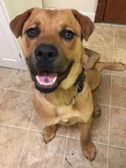 Mastiff-Unknown Mix Dogs for adoption in Canton, OH, USA