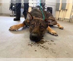 German Shepherd Dog Dogs for adoption in Camarillo, CA, USA