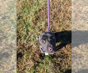 American Pit Bull Terrier-Labrador Retriever Mix Dogs for adoption in Forestville, MD, USA