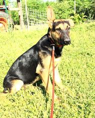 Medium Photo #1 German Shepherd Dog-Unknown Mix Puppy For Sale in Lindale , TX, USA