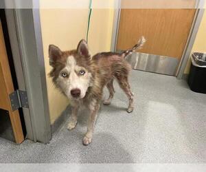 Siberian Husky Dogs for adoption in Orange, CA, USA