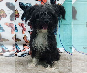 Mutt Dogs for adoption in Wetumpka, AL, USA