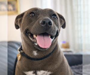 Labrador Retriever-Unknown Mix Dogs for adoption in Grovertown, IN, USA