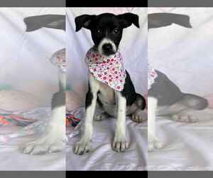 Labrador Retriever-Unknown Mix Dogs for adoption in NYC, NY, USA