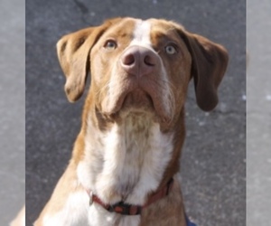 Coonhound-Pointer Mix Dogs for adoption in Chattanooga, TN, USA