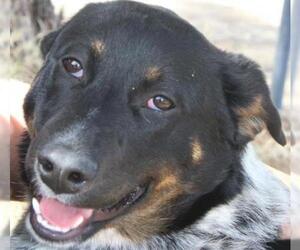Australian Shepherd Dogs for adoption in Globe, AZ, USA