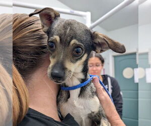 Chihuahua-Unknown Mix Dogs for adoption in Chico, CA, USA