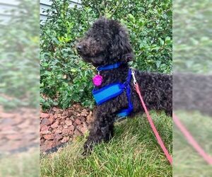 Poodle (Miniature) Dogs for adoption in Glen Haven, WI, USA