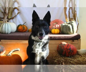Border Collie-Unknown Mix Dogs for adoption in Chestertown, MD, USA