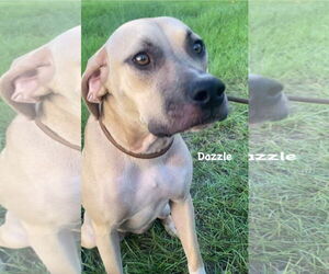 Mutt Dogs for adoption in Ridgefield, CT, USA