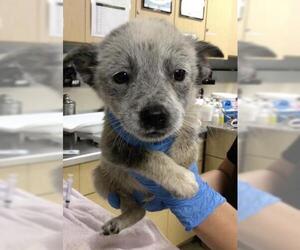 Australian Cattle Dog Dogs for adoption in Riverside, CA, USA