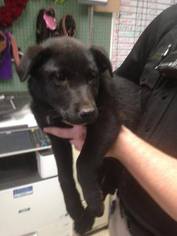 Medium Photo #1 Labrador Retriever Puppy For Sale in Clarkesville, GA, USA
