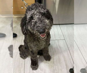 Goldendoodle Dogs for adoption in Benton, LA, USA