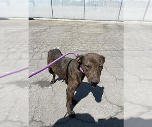 American Pit Bull Terrier Dogs for adoption in Bakersfield, CA, USA