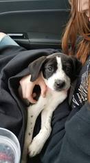 Beagle Dogs for adoption in Newcastle, OK, USA