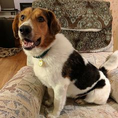 Beagle-Collie Mix Dogs for adoption in Garfield Heights, OH, USA