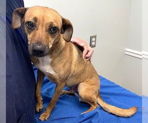 Chihuahua-Unknown Mix Dogs for adoption in Mount Airy, NC, USA