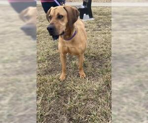 Redbone Coonhound Dogs for adoption in Oskaloosa, IA, USA