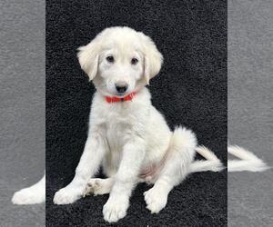 Great Pyrenees-Unknown Mix Dogs for adoption in Grafton, WI, USA