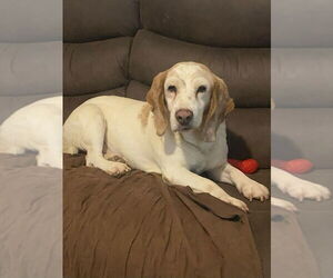Bagle Hound Dogs for adoption in Aurora, IN, USA