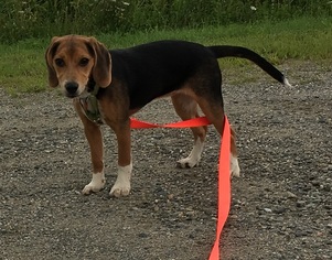 Beagle Dogs for adoption in Orleans, VT, USA