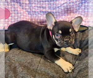 French Bulldog Dogs for adoption in Bon Carbo, CO, USA