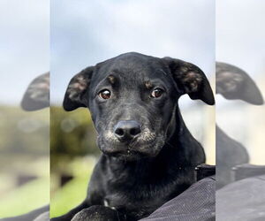 Labrador Retriever-Unknown Mix Dogs for adoption in San Andreas, CA, USA