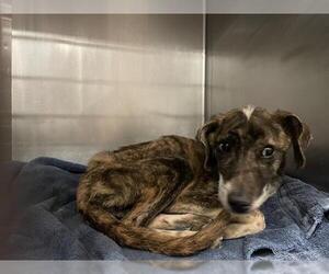 Labrador Retriever-Unknown Mix Dogs for adoption in Waco, TX, USA