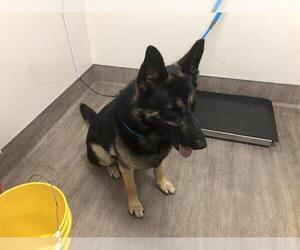 German Shepherd Dog Dogs for adoption in Pasadena, CA, USA
