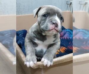 American Pit Bull Terrier Dogs for adoption in HESPERIA, CA, USA