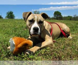 Boxer-Unknown Mix Dogs for adoption in Centerton, AR, USA