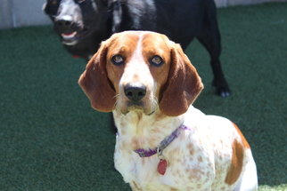 Basset Hound Dogs for adoption in San Francisco, CA, USA