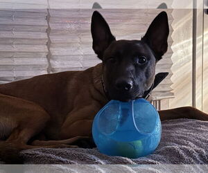 Mutt Dogs for adoption in Stevens Point, WI, USA