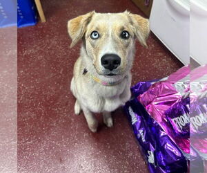 Huskies -Unknown Mix Dogs for adoption in Fargo, ND, USA