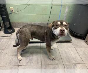 American Staffordshire Terrier-Siberian Husky Mix Dogs for adoption in Grand Prairie, TX, USA