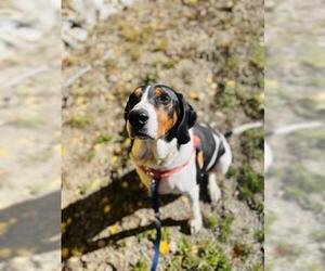Treeing Walker Coonhound Dogs for adoption in Frisco, CO, USA